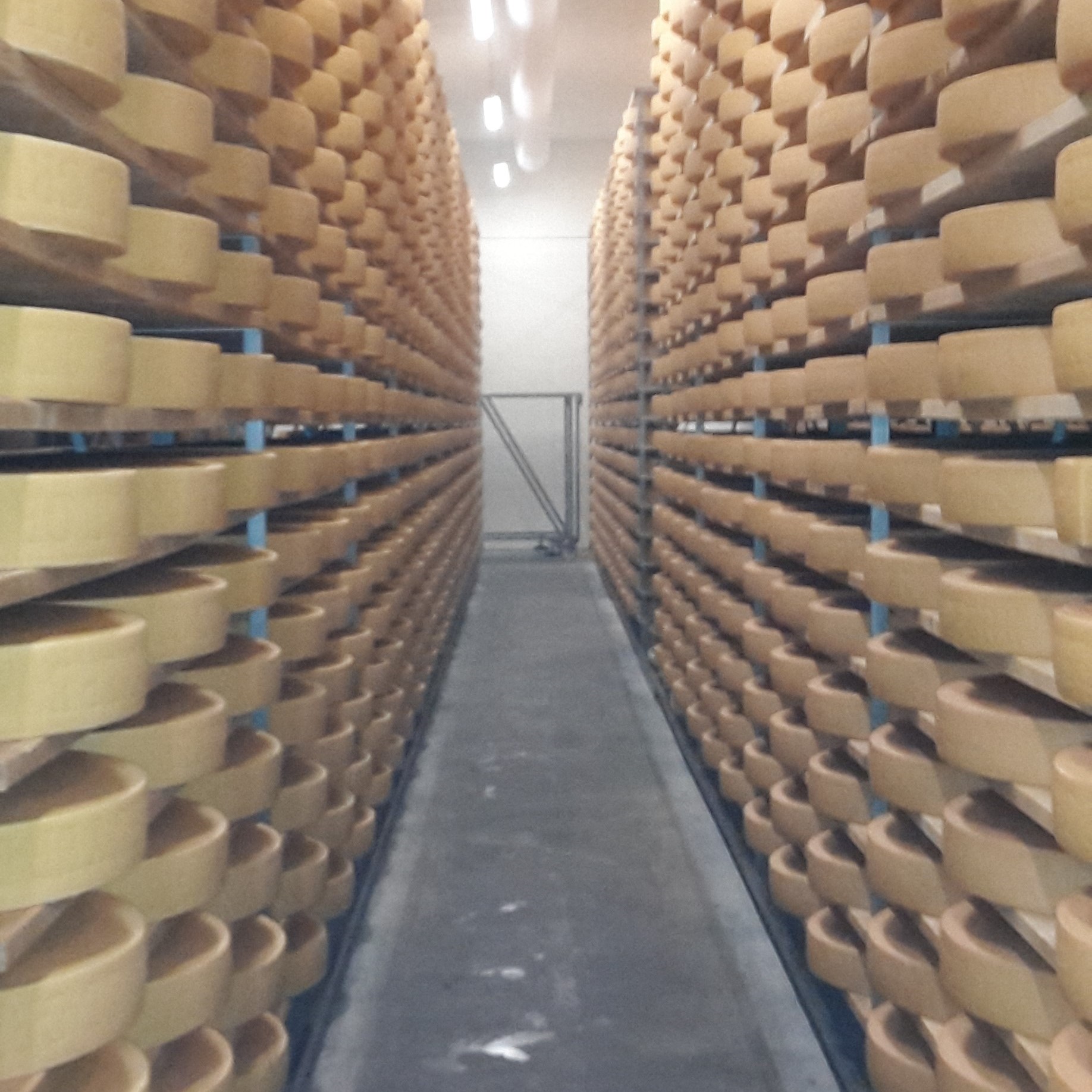 Moudon Cheese Dairy
