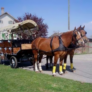 Excursions in a horse-drawn carriage 